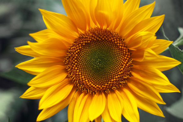 向日葵秋天開花嗎