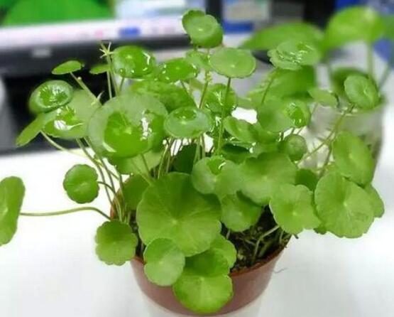 銅錢草泡水喝的作用，利尿排石、抗炎消炎