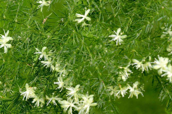 文竹發(fā)黃怎么挽救