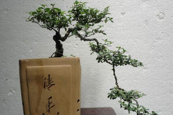 六月雪怎樣提根，六月雪盆景提跟技巧介紹