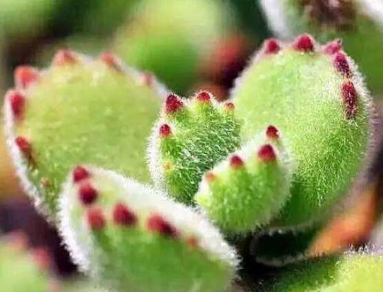 熊童子徒長(zhǎng)怎么辦，做好四個(gè)要點(diǎn)生長(zhǎng)健壯飽滿(mǎn)