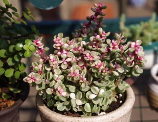 雅樂(lè)之舞怎么修剪，流枝修剪最為簡(jiǎn)單(應(yīng)用廣泛)