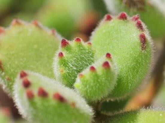 熊童子怎么養(yǎng)開花，做好五個要點花開爆盆