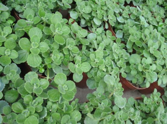 碰碰香怎么養(yǎng)茂盛，只需做好五個要點盆盆爆滿