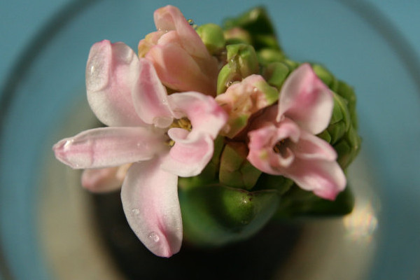 水培風(fēng)信子多久換一次水，生長期可一周換水一次