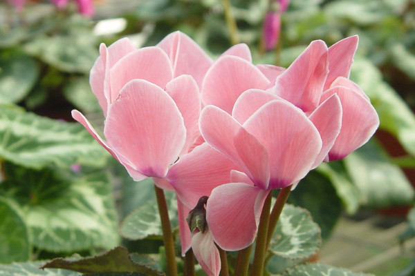 仙客來(lái)葉子卷是咋回事