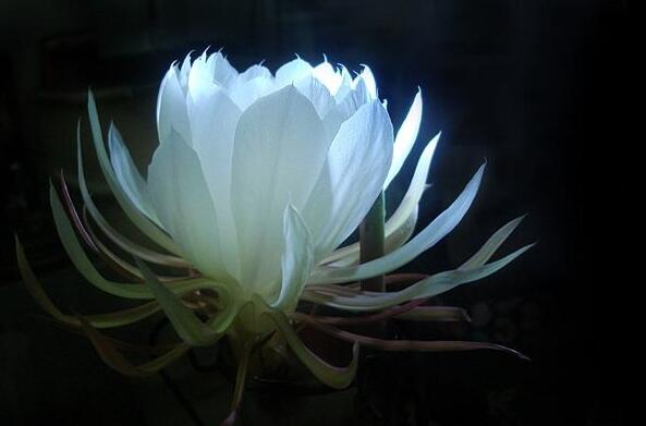 曇花種子種植方法，白天接受足夠的光照晚上才能開花