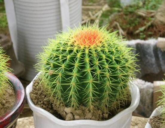 仙人球的擺放風(fēng)水，陽臺、玄關(guān)、書房為風(fēng)水最好