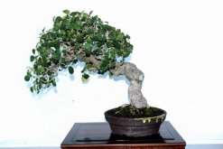 榕樹盆景能不能放家里（可以放），榕樹具有擋煞、化解不利的作用