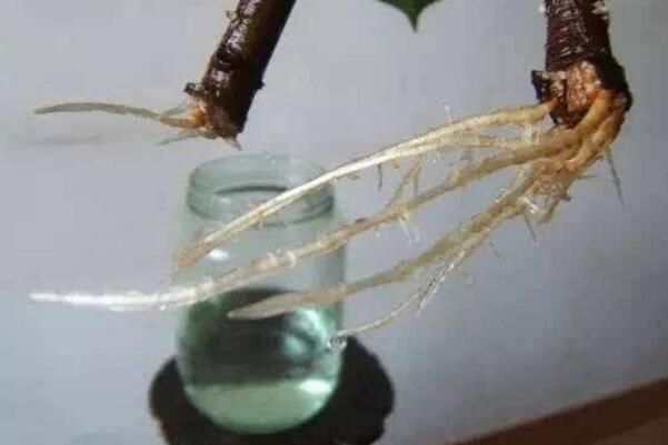 橡皮樹泡水生根的方法，3個步驟讓你橡皮樹深根固柢