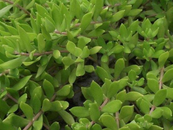 關(guān)于玉樹開花的迷信說法，（玉樹開花人離世）是假的