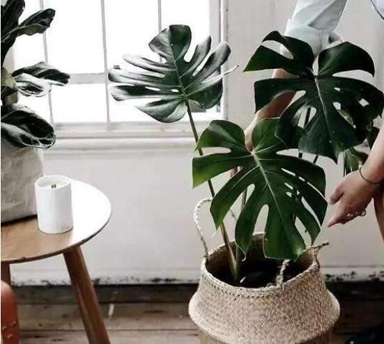 龜背竹怎么固定造型，龜體造型最受人們歡迎(美觀)