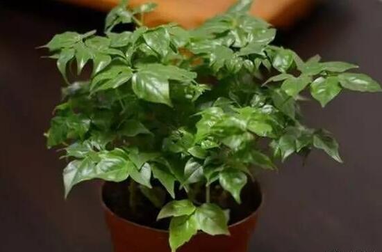 平安樹怎么養(yǎng)才茂盛，平安樹的養(yǎng)殖方法