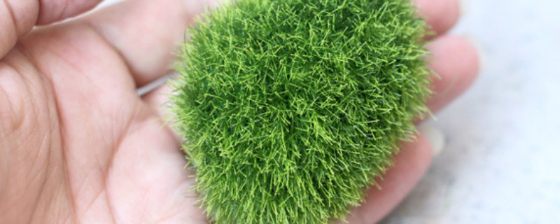 白發(fā)蘚怎么養(yǎng)綠油油