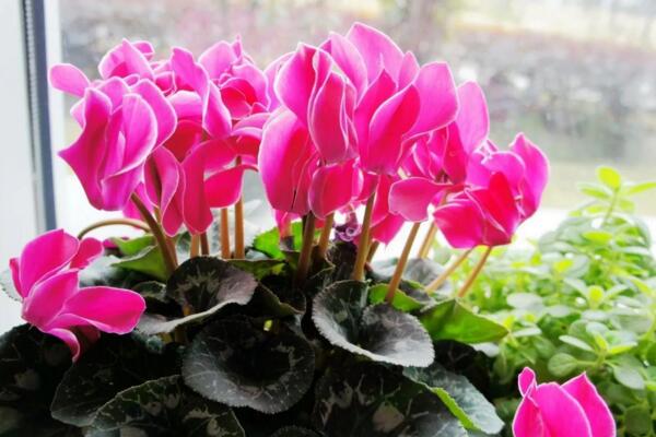 仙客來花期養(yǎng)護(hù)及花后管理，最重要的5個(gè)步驟