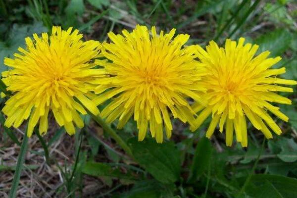 蒲公英怎么吃，涼拌、炒菜、煲湯