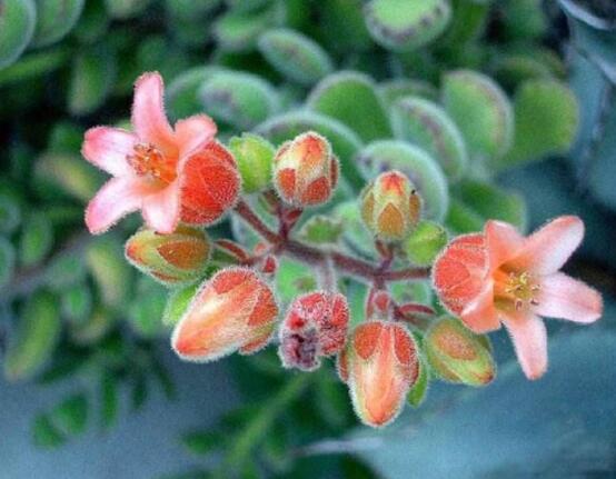 熊童子怎么養(yǎng)開花，做好五個要點花開爆盆