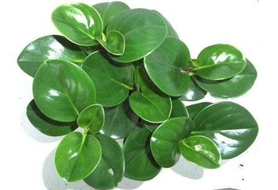 碧玉葉子發(fā)黃怎么辦，教你五步讓它重新恢復生機