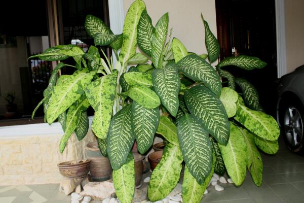 萬(wàn)年青的養(yǎng)殖方法和注意事項(xiàng)：土壤適宜/溫度適中/切勿暴曬/合理澆水