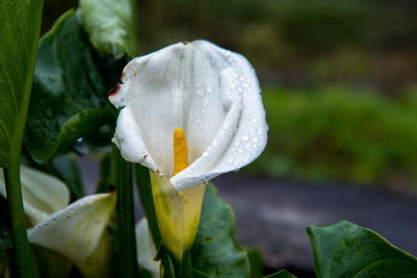 海芋花和馬蹄蓮的區(qū)別，海芋花花色單一并不豐富