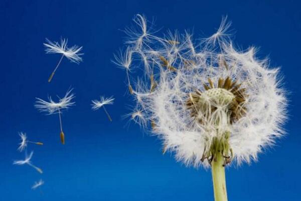 蒲公英怎么傳播種子，通過(guò)風(fēng)力進(jìn)行傳播