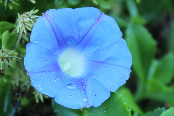 牽?；ǚN子是直接種嗎