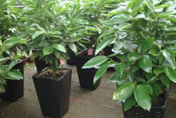 平安樹的葉子怎么養(yǎng)綠，讓葉子變綠的5大技巧