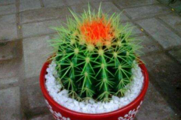 仙人球可以用沙子養(yǎng)嗎，光使用沙子是養(yǎng)不活的