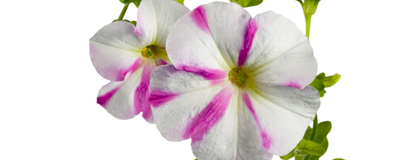 牽牛花在北方能過(guò)冬嗎