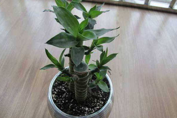 富貴竹土養(yǎng)根埋多深