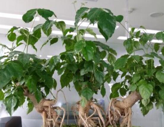 幸福樹擺放禁忌，盤點(diǎn)幸福樹五大擺放禁忌