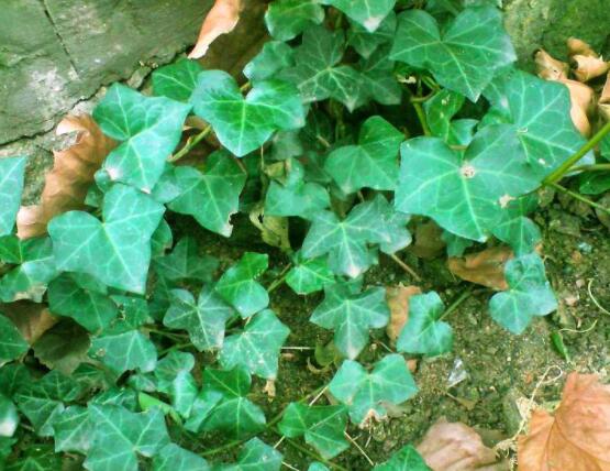 常春藤葉子干枯怎么辦，做好這五點(diǎn)即可恢復(fù)生機(jī)