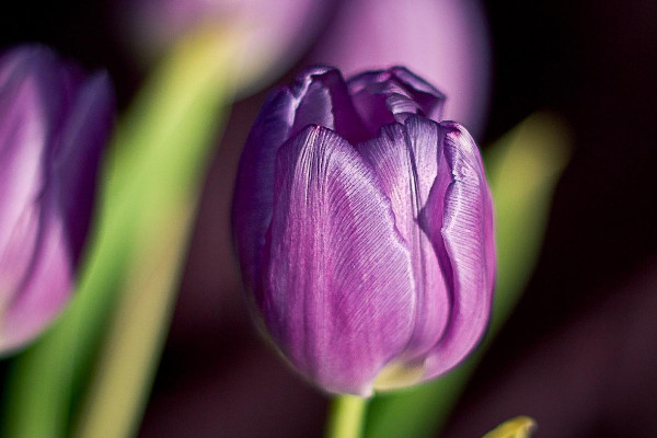 郁金香鮮切花能養(yǎng)多久