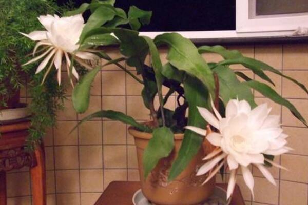 曇花對(duì)室內(nèi)家居的影響，觀賞以及凈化最突出