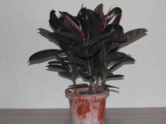 橡皮樹怎么換盆，教你四個簡單易學(xué)的方法