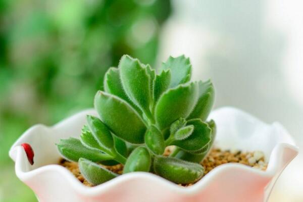 多肉熊童子的種植過(guò)程，熊童子種植詳細(xì)步驟介紹