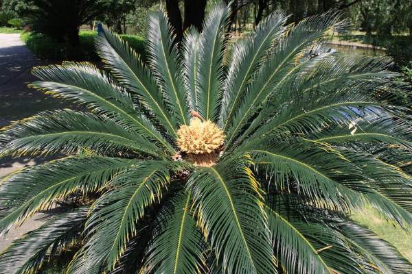 蘇鐵葉子發(fā)黃的原因以及解決方法，多是以下五種原因