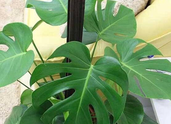 龜背竹黑斑病怎么辦，及時(shí)摘除病葉、噴灑藥物/保持通風(fēng)透氣