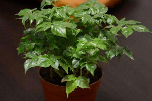 幸福樹的圖片，品種以及價(jià)值介紹