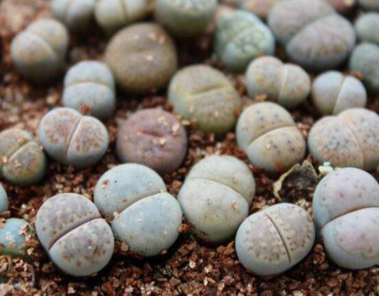 生石花怎么分株繁殖，教你一學(xué)就會(huì)五個(gè)基本步驟