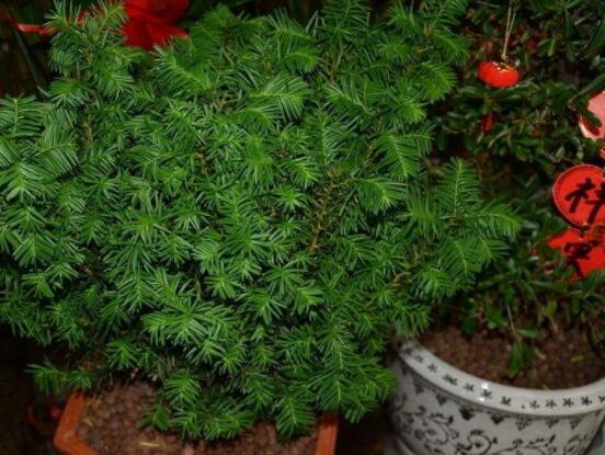 紅豆杉適合室內(nèi)養(yǎng)嗎，具有凈化空氣、延年益壽作用