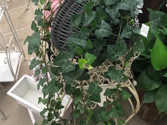 常春藤怎么養(yǎng)長(zhǎng)得快，常春藤的養(yǎng)殖方法