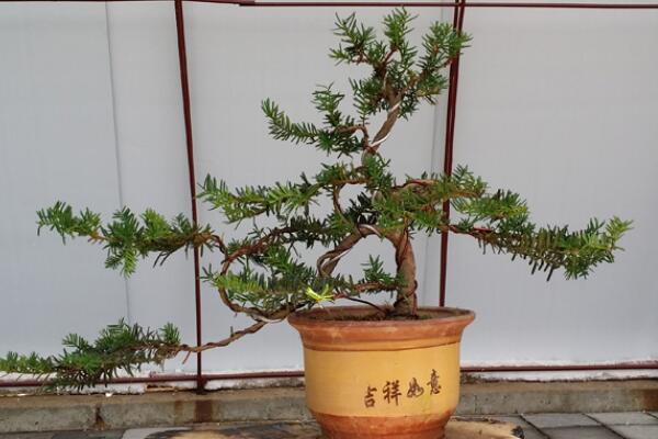 紅豆杉盆景養(yǎng)殖方法，做好這五步是關(guān)鍵