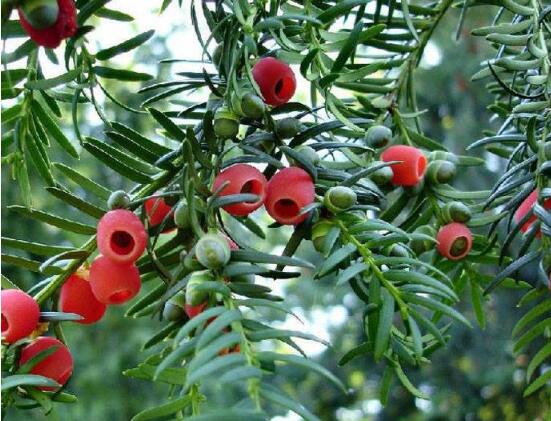 紅豆杉怎么施肥，遠(yuǎn)離根部施薄肥