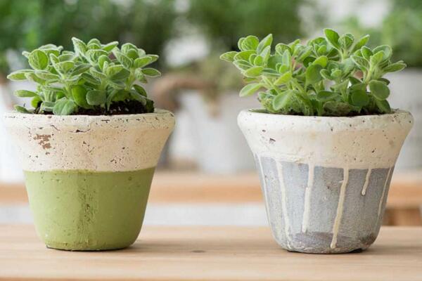 碰碰香葉子發(fā)黃脫落，導(dǎo)致葉子發(fā)黃的4種原因