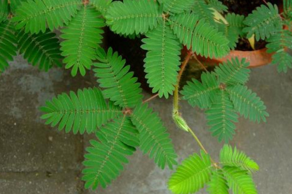 含羞草的種植與養(yǎng)護
