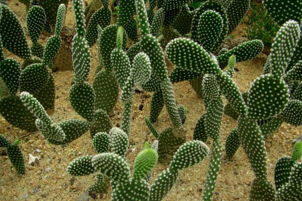 仙人掌竟有這么多藥用價(jià)值，你全都了解嗎