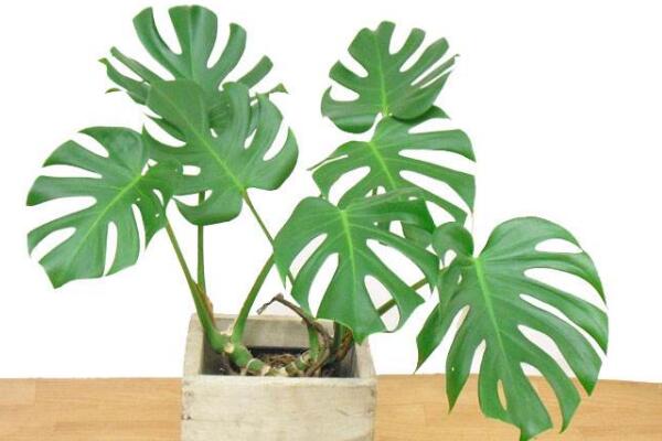 龜背竹如何快速開背，做好以下幾步龜背竹開背更加簡單