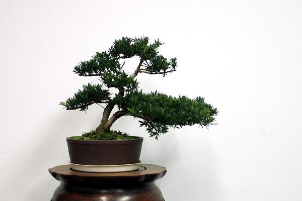 小羅漢松能長(zhǎng)大嗎，能長(zhǎng)大但生長(zhǎng)速度施肥緩慢