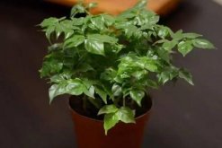 幸福樹圖片大全，特點(diǎn)、習(xí)性以及價(jià)值介紹